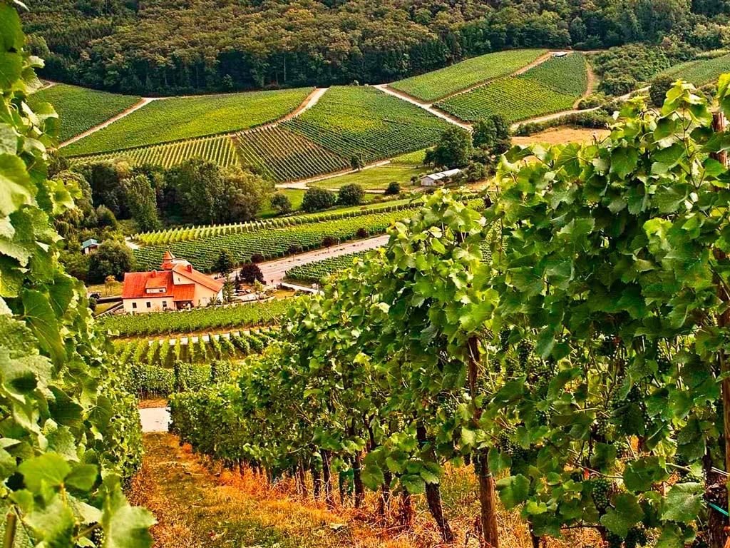 Grape fields of Bulgaria
